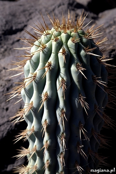 jardin de cactus